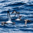 Puffins majeur et des Baléares dans le Morbihan